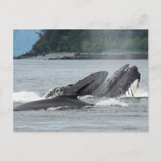 Carte Postale Alimentation des baleines à bosse (Devant)