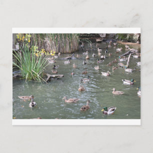 Carte Postale Alimentation des canards