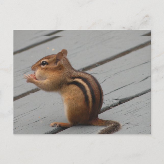 Carte Postale Alimentation des chipmunks de l'Est dans le sud de (Devant)