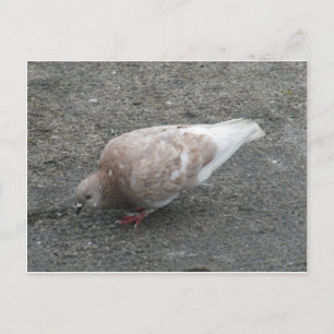 Carte Postale Alimentation du pigeon