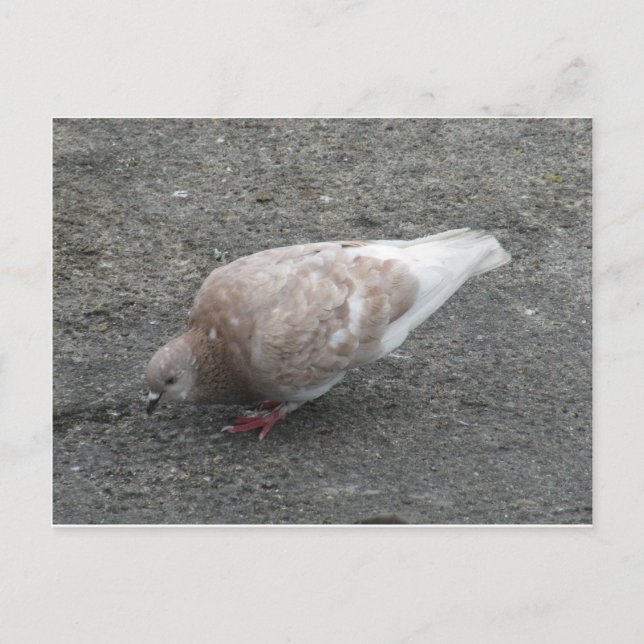 Carte Postale Alimentation du pigeon (Devant)