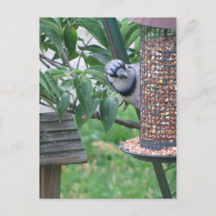 Carte Postale Alimentation Jay bleu