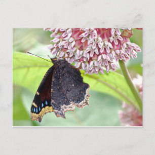 Carte Postale Alimentation par papillon