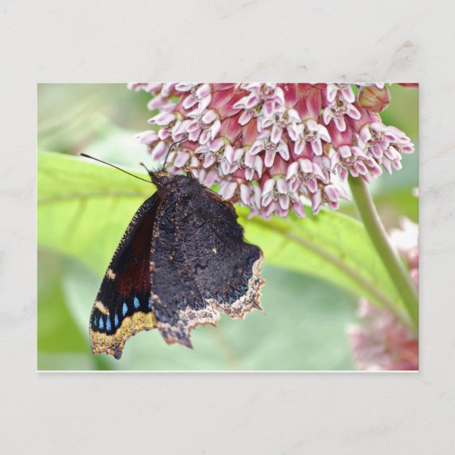 Carte Postale Alimentation par papillon (Devant)