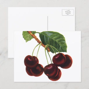Carte Postale Aliments vintages de fruits, Cerises mûres d'un ar