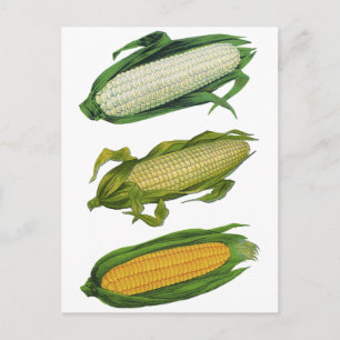 Carte Postale Aliments vintages Légumes sains, Maïs frais sur le