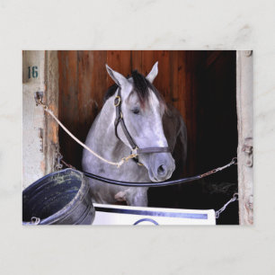Carte Postale Aljalela - Todd Pletcher Roan Thoroughbred