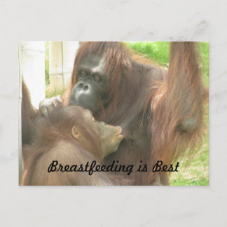 Carte Postale Allaitement d'Orangutan