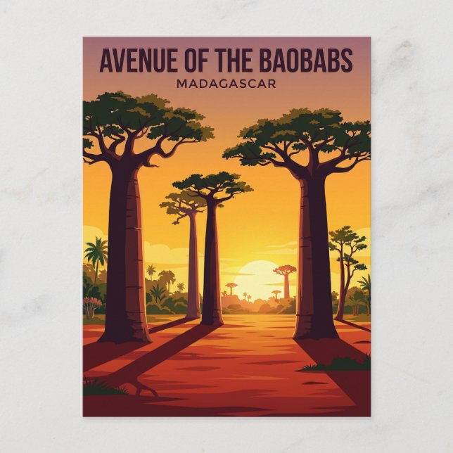 Carte Postale Allée des Baobabs Madagascar (Devant)
