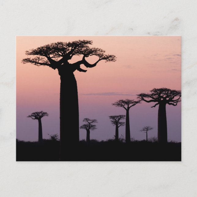 Carte Postale Allée des Baobabs, Madagascar, Morondava, Afrique, (Devant)
