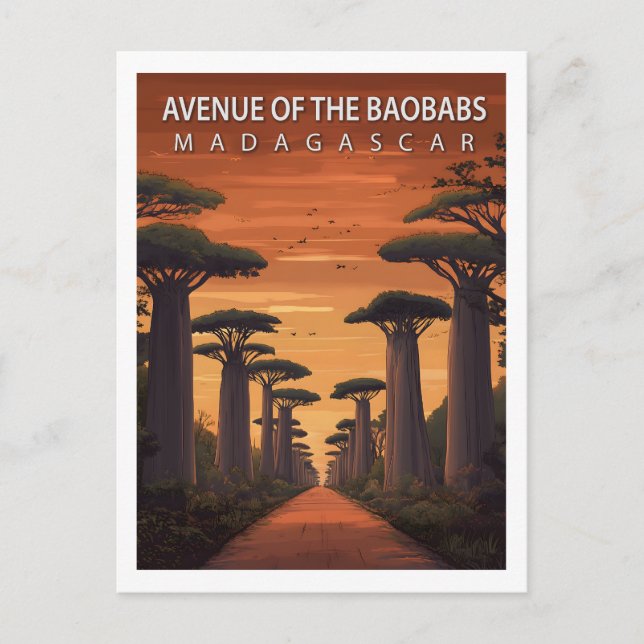 Carte Postale Allée Rétro des Baobabs Madagascar Nature (Devant)