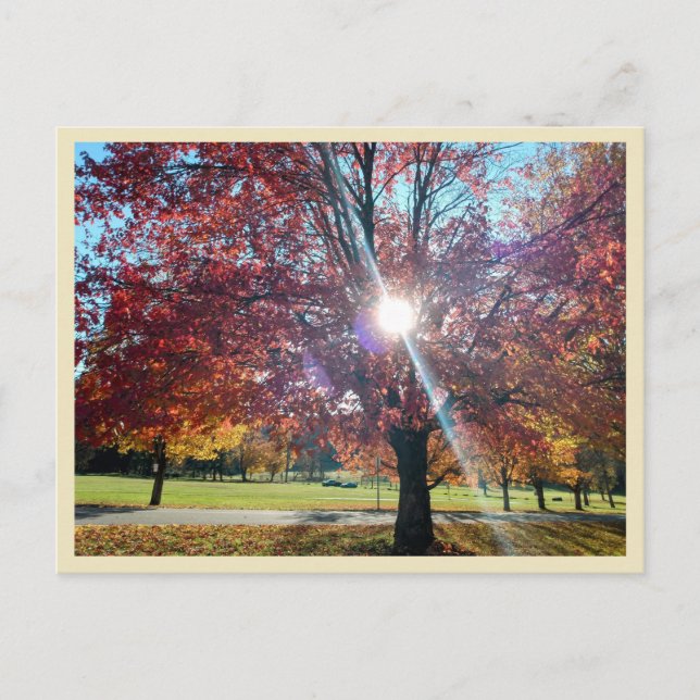 Carte Postale Allegany Automne (Devant)