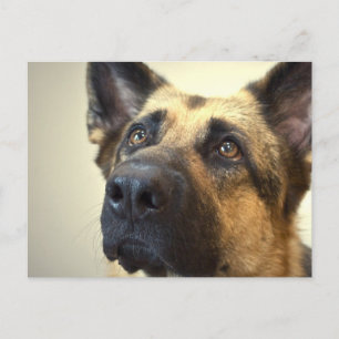 Carte postale allemande Shepherd Picture