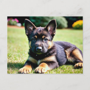 Carte postale allemande Shepherd Puppy