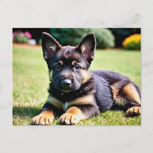 Carte postale allemande Shepherd Puppy (Devant)