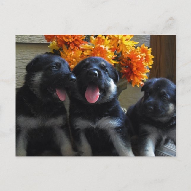 Carte postale allemande Shepherd Puppy (Devant)