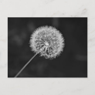 Carte Postale Aller aux semences