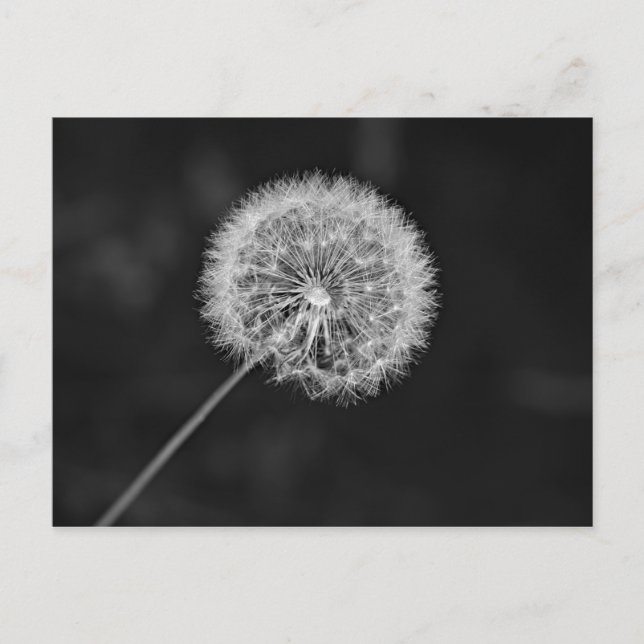 Carte Postale Aller aux semences (Devant)