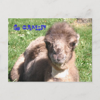 Carte Postale Allez les chameaux !