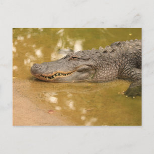 Carte Postale Alligator