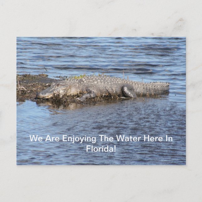 Carte Postale Alligator (Devant)
