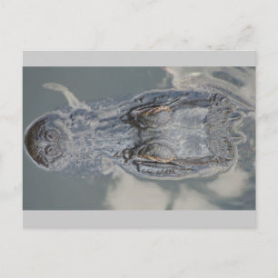 Carte Postale Alligator