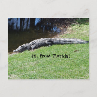 Carte postale Alligator