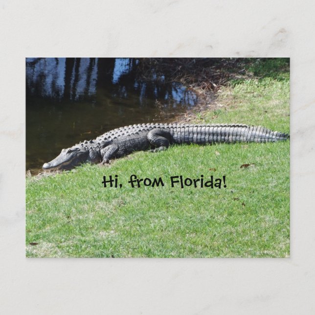 Carte postale Alligator (Devant)