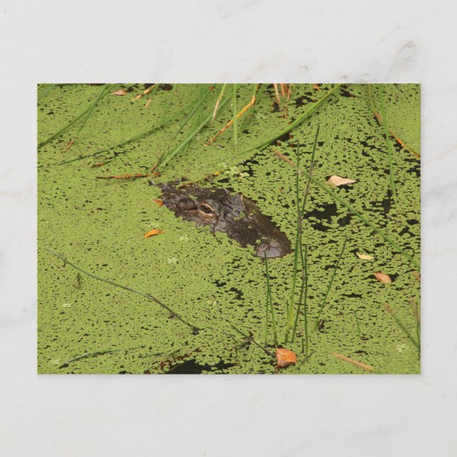 Carte Postale Alligator (Devant)