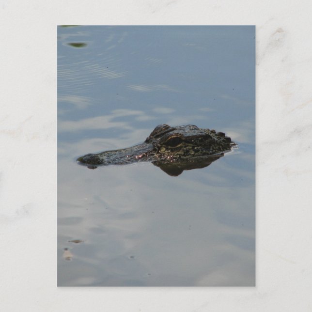 Carte Postale Alligator (Devant)