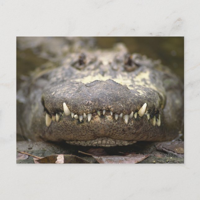 Carte Postale Alligator américain (Devant)