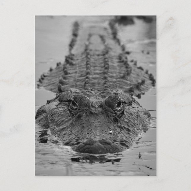 Carte Postale Alligator américain décroché - Photo Faune (Devant)