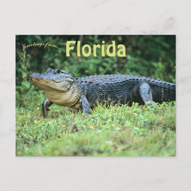 Carte Postale Alligator américain en Floride (Devant)