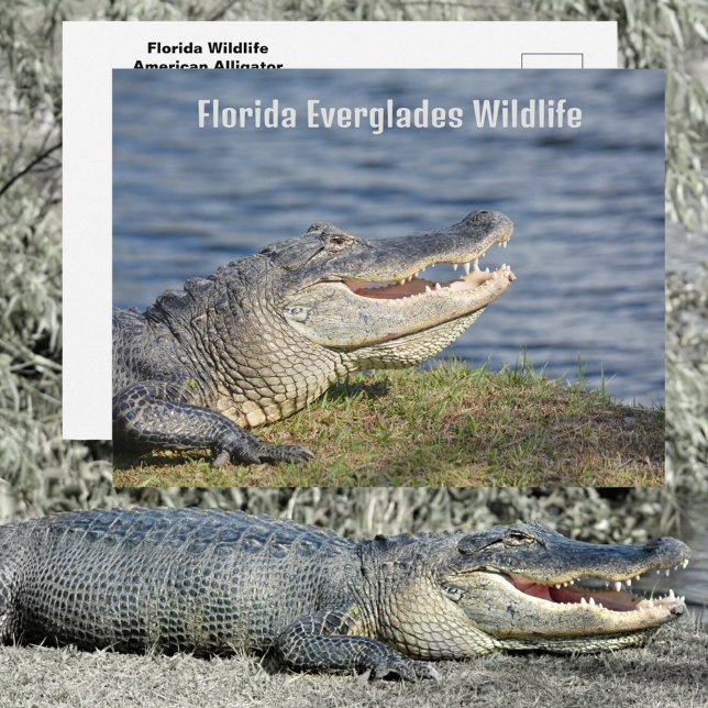 Carte Postale Alligator Américain Faune des Everglades de Florid (Créateur téléchargé)