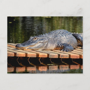 Carte Postale Alligator at Homosassa Springs Wildlife State Park