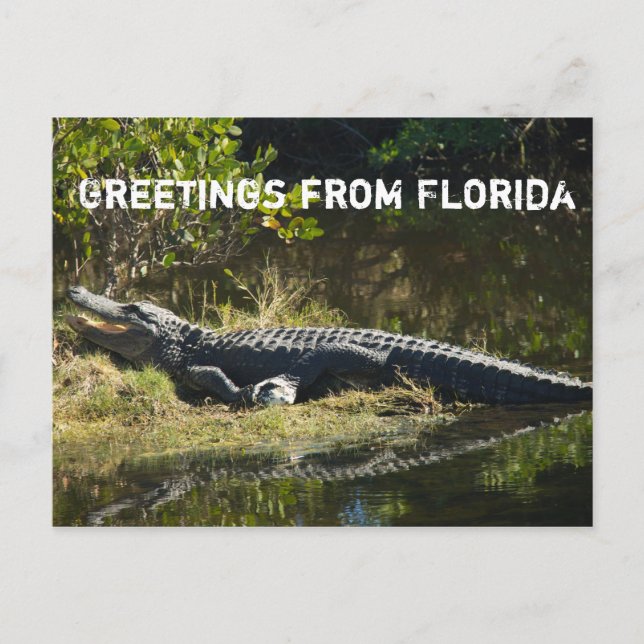 Carte Postale Alligator au soleil Personnaliser (Devant)