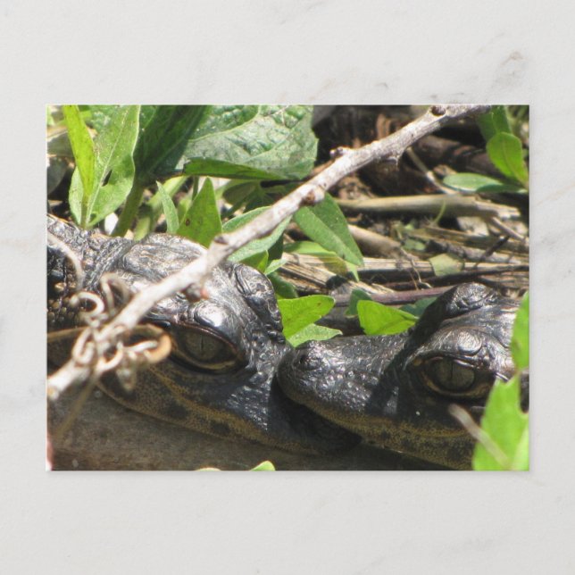 Carte postale Alligator Baby (Devant)