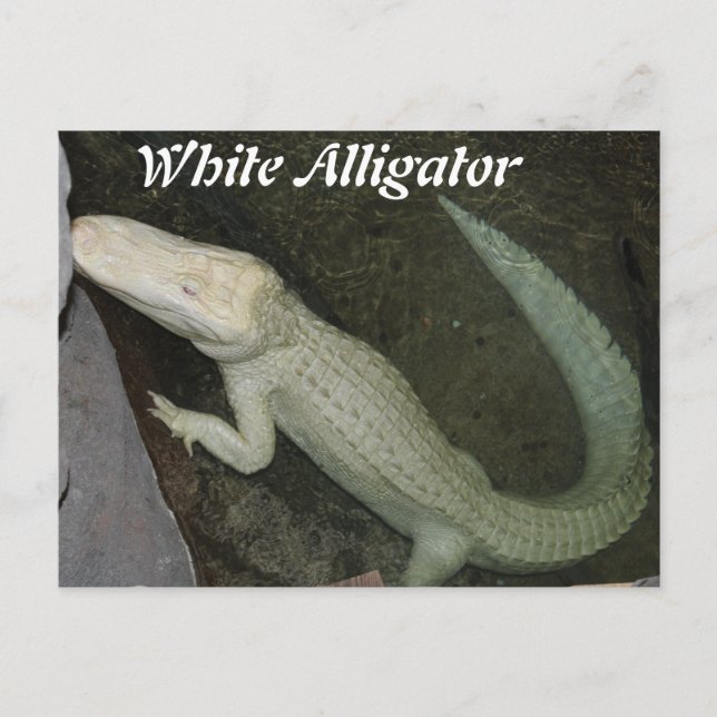 Carte Postale Alligator blanc (Devant)