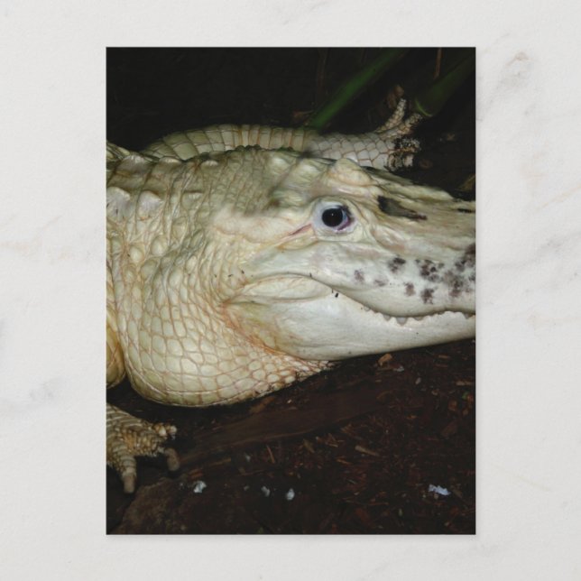 Carte Postale Alligator blanc, photo Gator (Devant)