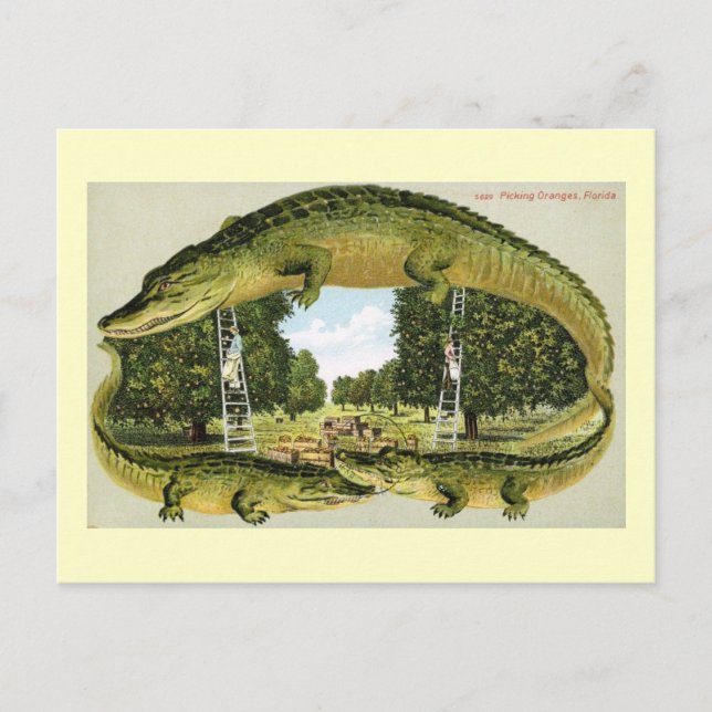 Carte Postale Alligator Border Cueillette D'oranges, Floride Vin (Devant)