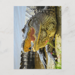 Carte Postale Alligator d'Amérique face à face