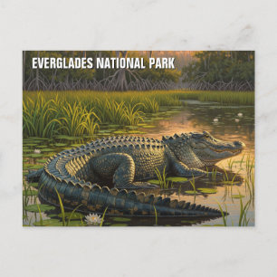 Carte Postale Alligator dans le Parc national des Everglades