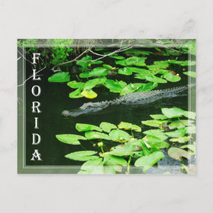Carte Postale Alligator dans le Parc National des Everglades, Fl