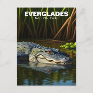 Carte Postale Alligator dans l'eau Parc national des Everglades
