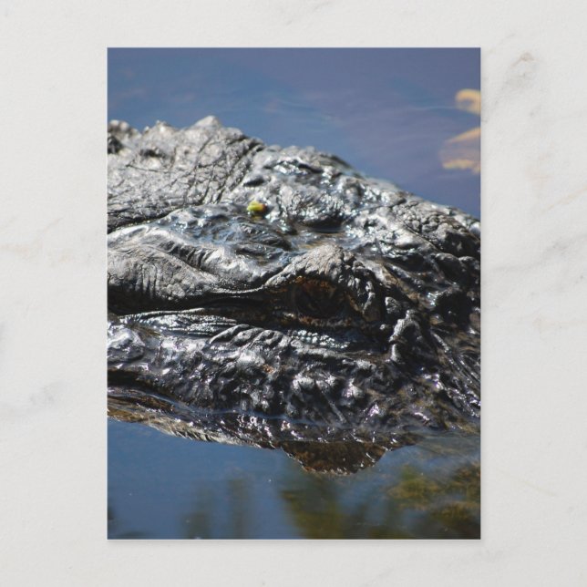 Carte Postale Alligator de Caroline du Nord (Devant)