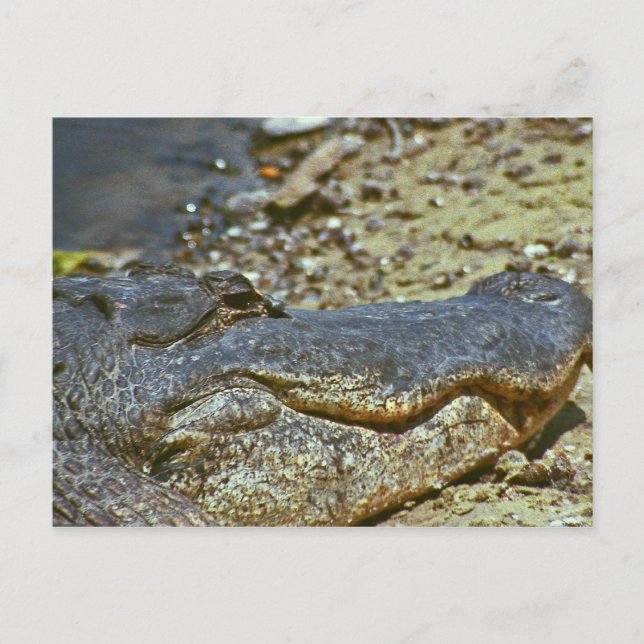 Carte Postale Alligator de Floride (Devant)