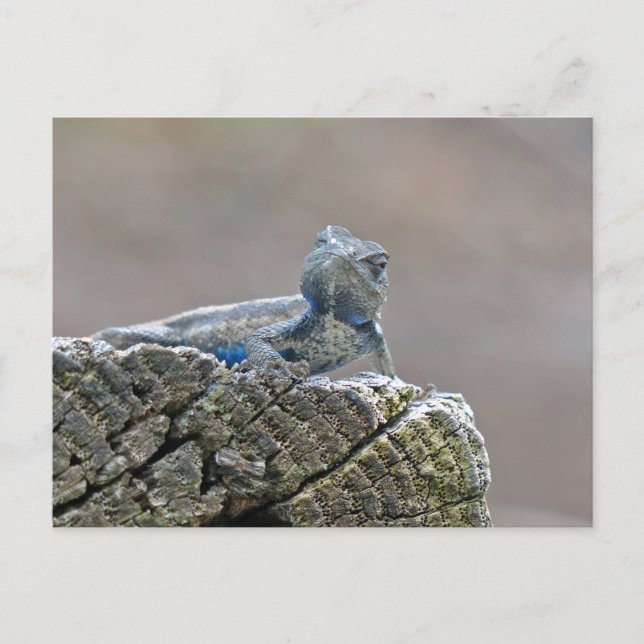Carte Postale Alligator du ventre bleu Lizard (Devant)
