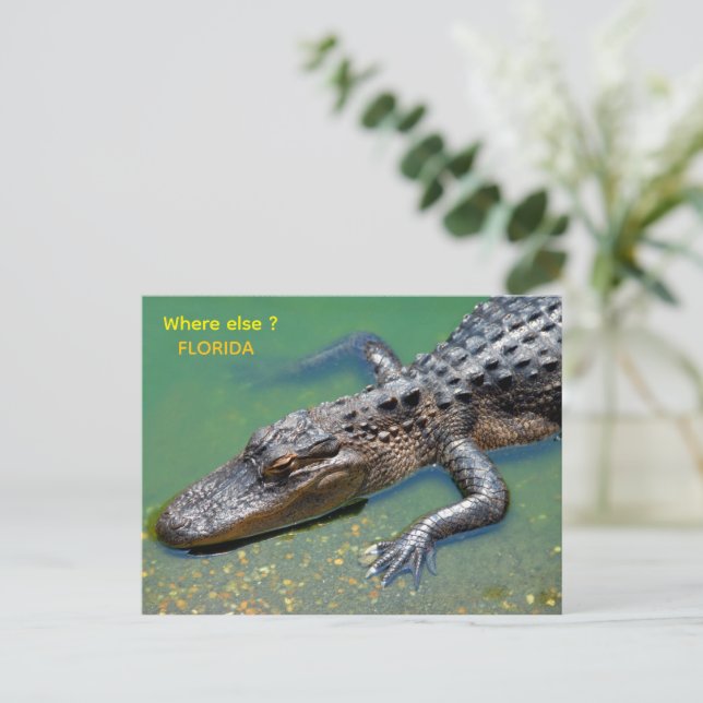 Carte Postale Alligator en Floride (Debout devant)