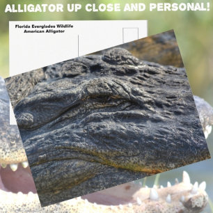 Carte Postale Alligator Floride Everglades Gros Plan Photographi