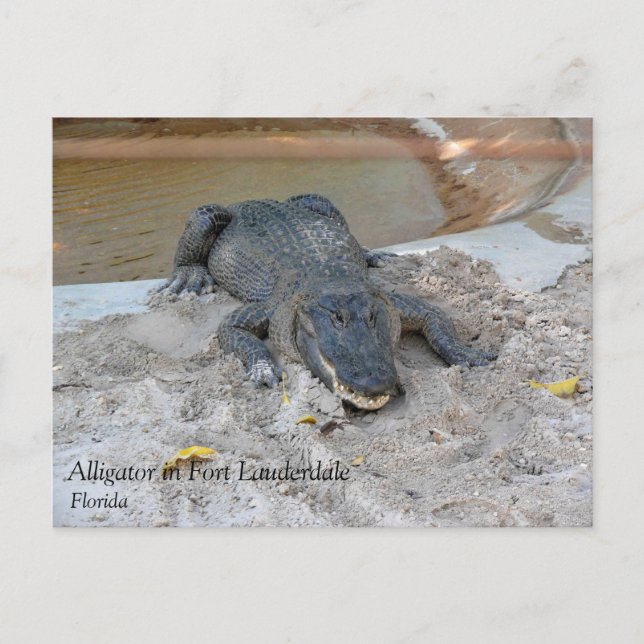 Carte Postale Alligator, Fort Lauderdale, Floride (Devant)